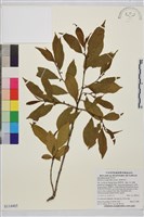 鈍齒鼠李藏品圖，第1張