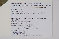 日本牛膝藏品圖，第2張