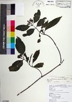 台北玉葉金花藏品圖，第1張