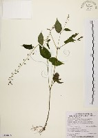 尖舌草、全唇尖舌苣苔藏品圖，第1張