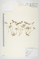 紅子佛甲草藏品圖，第1張