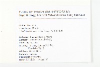 紅子佛甲草藏品圖，第2張