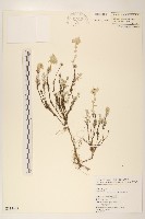 玉山薄雪草藏品圖，第1張