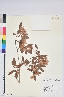 南澳杜鵑藏品圖，第1張