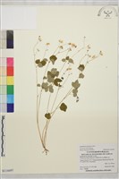 傅氏唐松草藏品圖，第1張