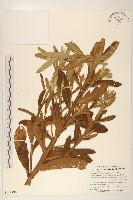 六角草藏品圖，第1張