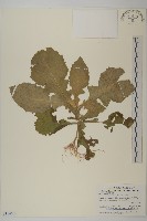 裂葉艾納香藏品圖，第1張