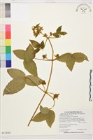 銹毛鐵線蓮藏品圖，第1張