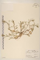 細葉鼠麴草藏品圖，第1張