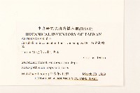 細葉鼠麴草藏品圖，第2張