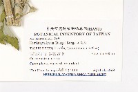 泥胡菜藏品圖，第2張