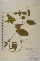 粉黃纓絨花藏品圖，第1張