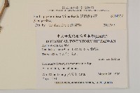 粉黃纓絨花藏品圖，第2張