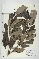 耿氏虎皮楠藏品圖，第1張