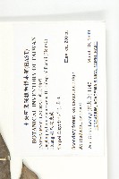 耿氏虎皮楠藏品圖，第5張