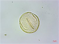 耿氏虎皮楠藏品圖，第3張