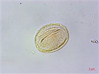 耿氏虎皮楠藏品圖，第4張