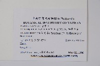 細纍子草藏品圖，第2張