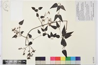 威靈仙藏品圖，第1張