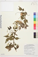 繡球藤藏品圖，第1張