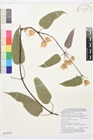 亨利氏鐵線蓮藏品圖，第1張