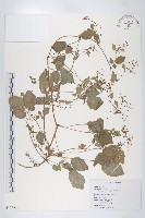 臺灣假山葵藏品圖，第1張