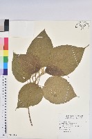 臺灣鐵莧藏品圖，第1張