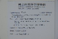 狹葉莢迷藏品圖，第2張