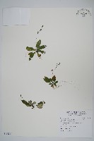 哈哼花藏品圖，第1張