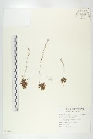 小毛氈苔藏品圖，第1張