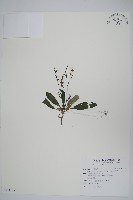 哈哼花藏品圖，第1張