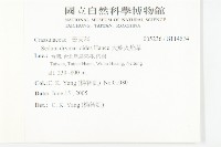 大葉火焰草藏品圖，第2張