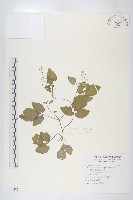 臺灣假山葵藏品圖，第1張