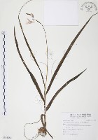 臺灣白及藏品圖，第1張