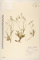 能高刀傷草藏品圖，第1張