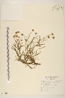 福山氏飛蓬藏品圖，第1張