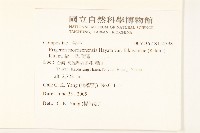 福山氏飛蓬藏品圖，第2張