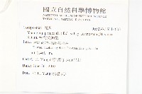 台灣黃鵪菜藏品圖，第2張