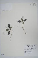 恆春半插花藏品圖，第1張