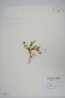 爵床藏品圖，第1張