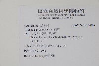 爵床藏品圖，第2張