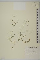 亞毛無心菜藏品圖，第1張