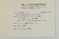 亞毛無心菜藏品圖，第2張