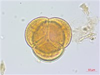 日本鹿蹄草藏品圖，第1張