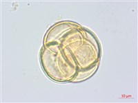 日本鹿蹄草藏品圖，第2張