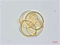 日本鹿蹄草藏品圖，第3張