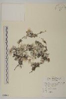 尼泊爾籟簫藏品圖，第1張