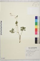 密葉唐松草藏品圖，第1張