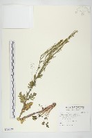 臺灣山芥菜藏品圖，第1張