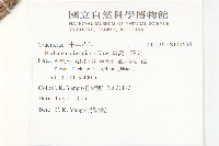 臺灣山芥菜藏品圖，第2張